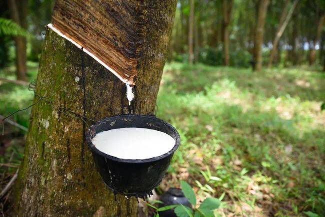 推行第三年橡膠農(nóng)戶收入保障項(xiàng)目 推行第三年橡膠農(nóng)戶收入保障項(xiàng)目