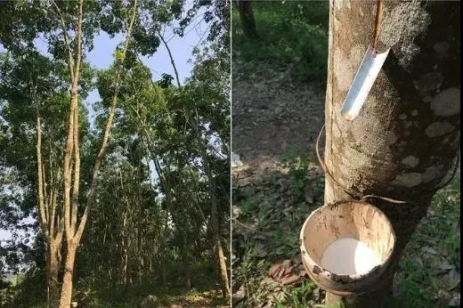 橡膠期貨能否延續(xù)上漲態(tài)勢？