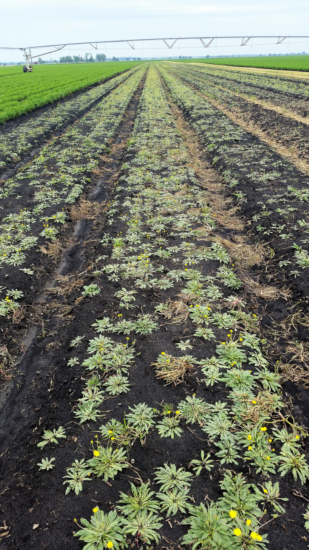 近日，固特異輪胎宣布將從特定種類的蒲公英中開發(fā)天然橡膠