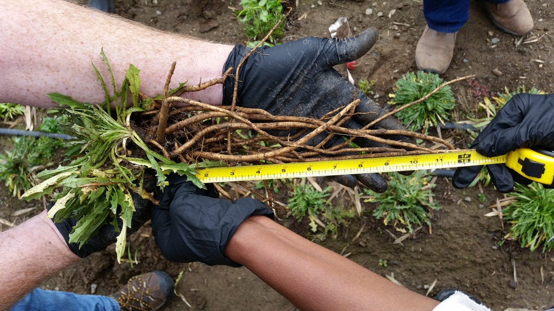 在美國，天然橡膠已被歸類為戰(zhàn)略原材料，是軍用、飛機(jī)和卡車輪胎的關(guān)鍵成分